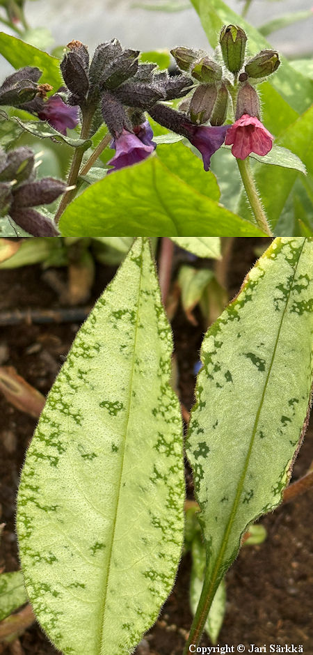 Pulmonaria longifolia 'Diane Clare', miekkaimikk�